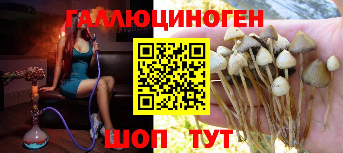 цены   Галлюциногенные грибы MAGIC MUSHROOMS  Вход с VPN  Псилоцибиновые грибы Cubensis  Кинель 