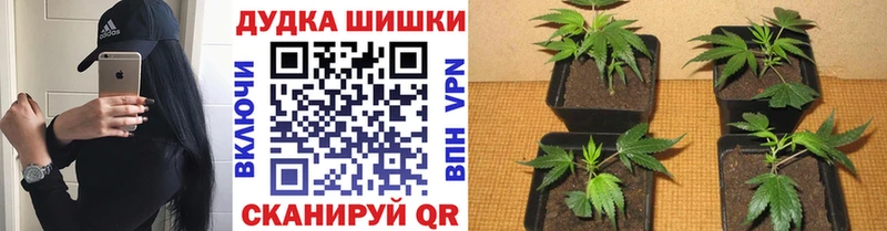 где найти   Кинель  Каннабис Bruce Banner 